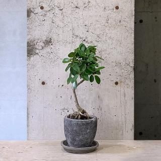 ޥ롡