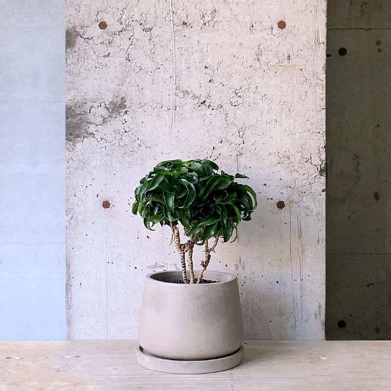 観葉植物 ドラセナ・トルネード 鉢付☆再入荷☆ | Plants