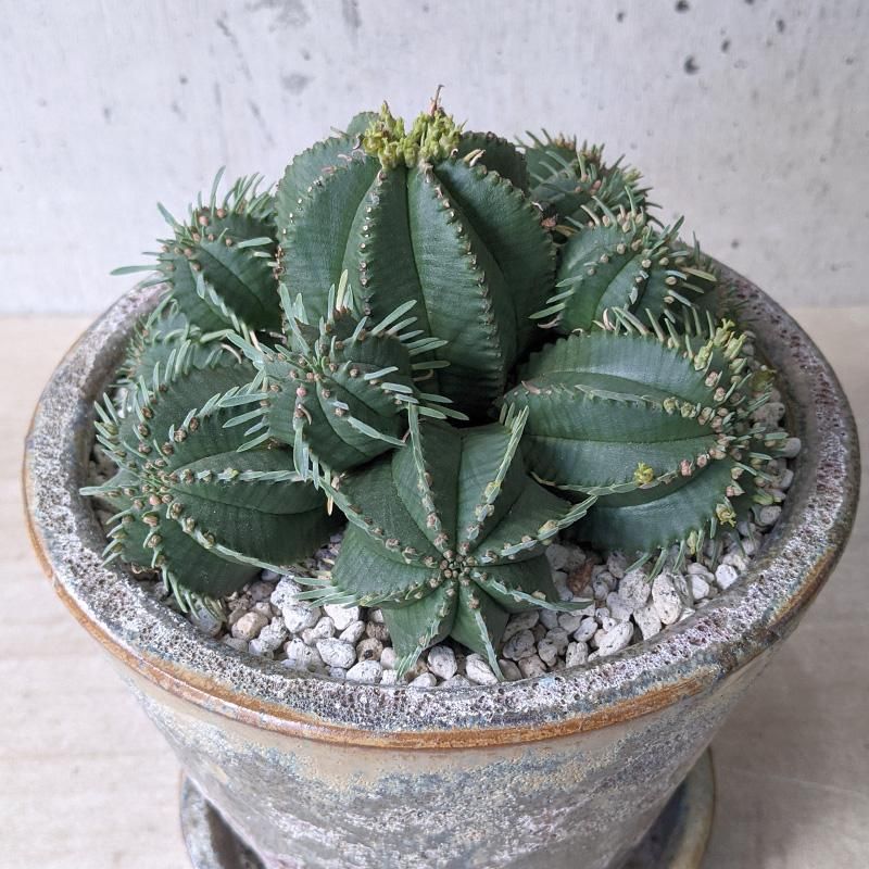 多肉植物^o^  カメレオンヘルメット 楽天市場】ユーフォルビア カメレオンヘルメット 3号サイズ