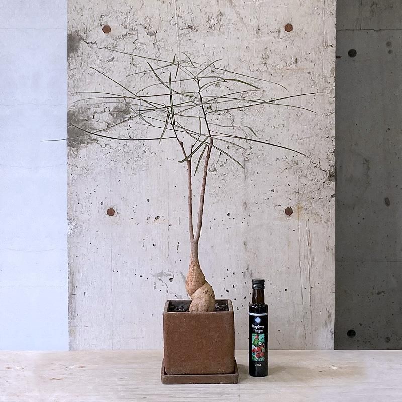 カプリコボトルツリー　ブラキキトン・ルペストリス　極太幹 送料無料 カプリコボトルツリー ブラキキトン・ルペストリス 極太幹 送料