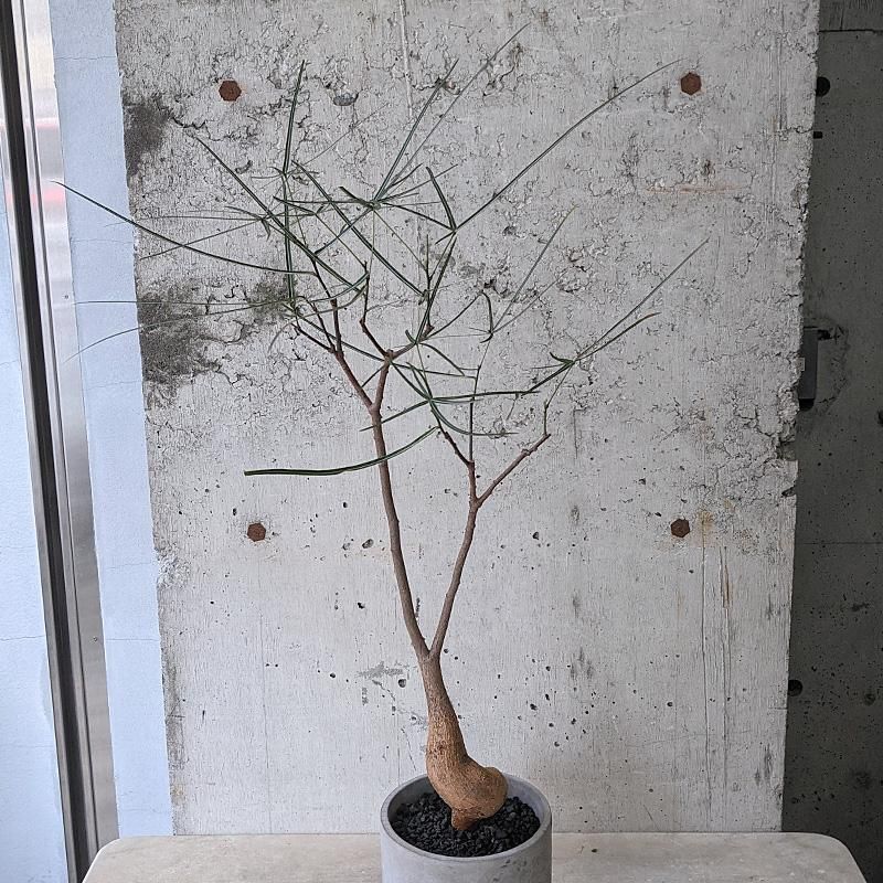 ブラキキトン ボトルツリー ③ WH - TRANSHIP