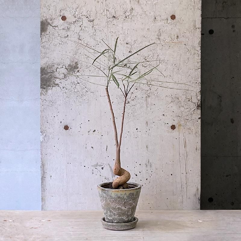 ボトルツリー『プラキキトン』