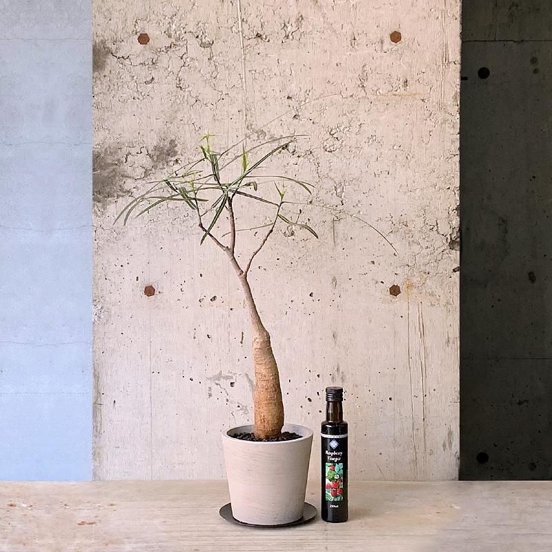 r*様 ボトルツリー ブラキキトン 送料無料 観葉植物 ボトルツリー ブラキキトン アケリフォリウス