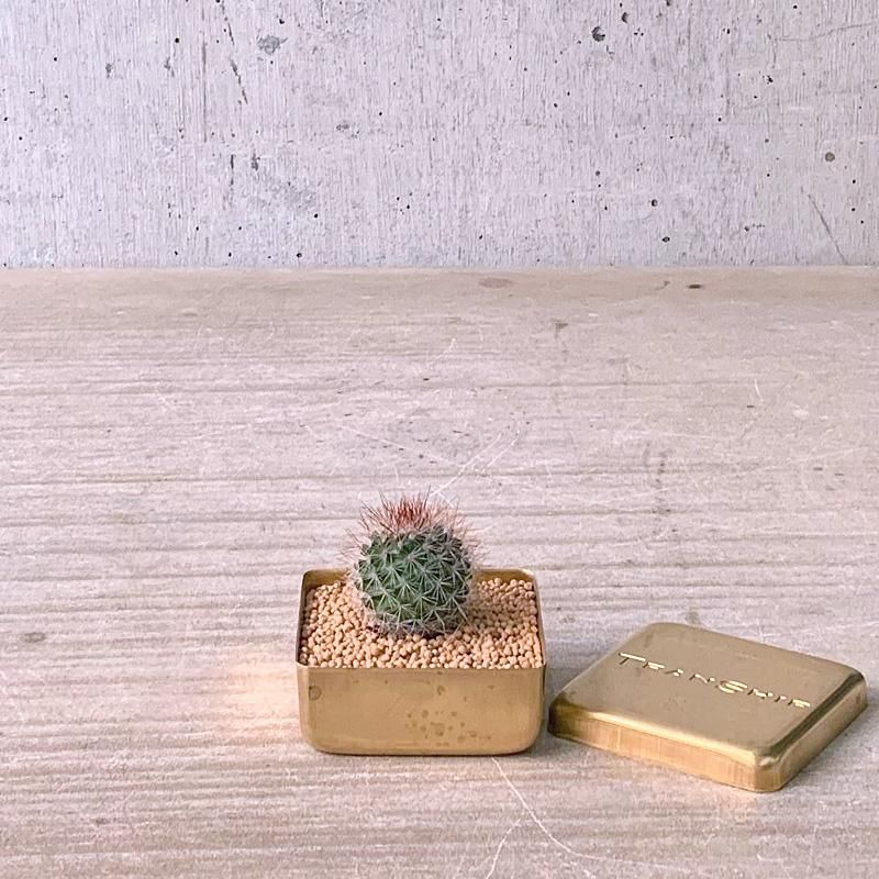 BRASS BOX サボテン 錦丸 - TRANSHIP BRASS BOX サボテン 錦丸 - TRANSHIP