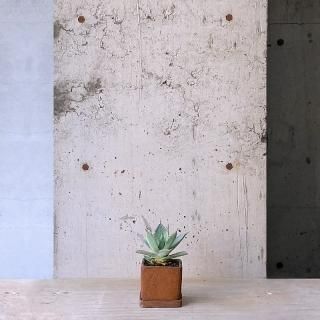 観葉植物（小鉢）の通販はTRANSHIP