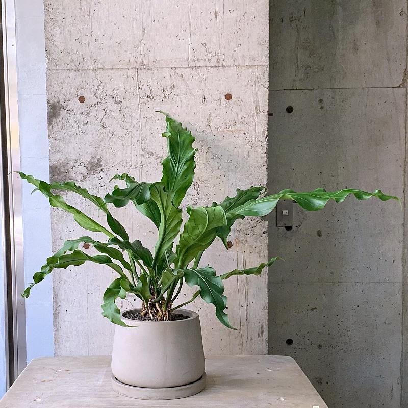 アンスリウム フーケリー Urbpot Tranship アンスリウム フーケリー Urbpot Tranship