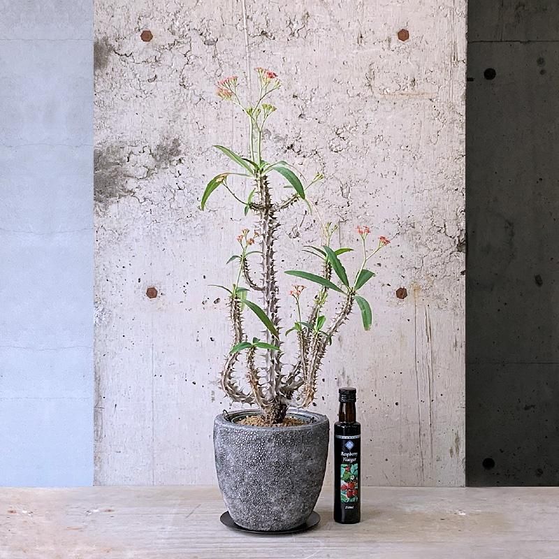 ユーフォルビア エリガベンシス/Euphorbia erigavensis の商品