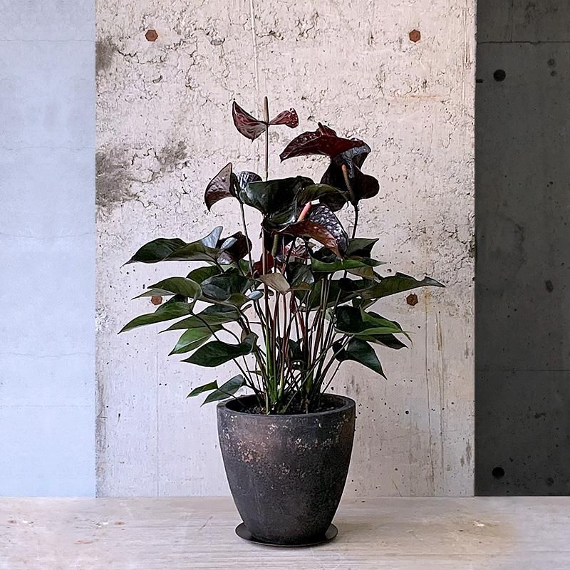 アンスリウム ドックブロック スカーレット S1 ワビサビプランツ