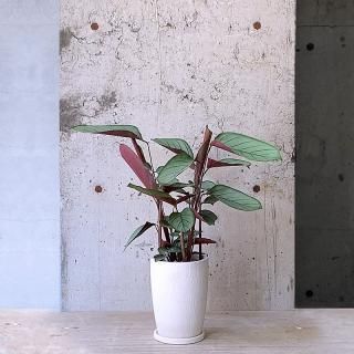 プランター 鉢入れ ミニトラックプランター オレンジ （ 植木鉢