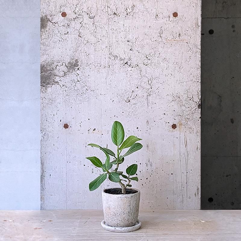 現品】フィカス・ベンガレンシス・オードリー7号 曲がり 白