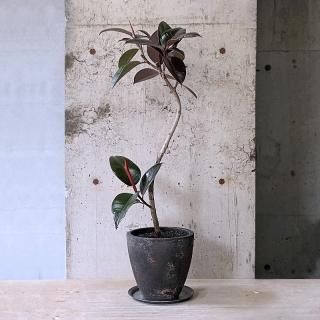観葉植物 大鉢 の通販はtranship 観葉植物 大鉢 の通販はtranship