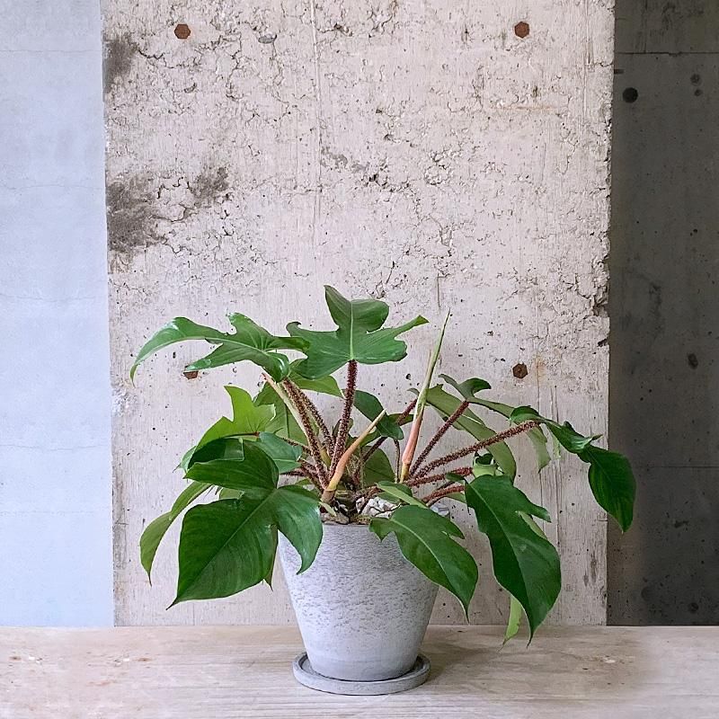 フィロデンドロン3種類セット　ゴールデンクロコダイル、ナロー、スクアミフェルム フィロデンドロン3種類セット ゴールデンクロコダイル、ナロー、スク