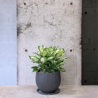 観葉植物 】 トキワシノブ／ PINK POT | TOO GARDEN