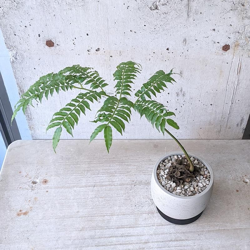 リュウビンタイ　インテリアポット入り　INORGANIC リュウビンタイ インテリアポット入り INORGANIC