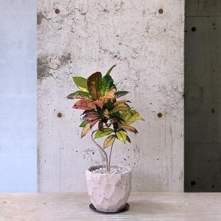 楽天市場】【20%OFFクーポン！お買い物マラソン】【一部予約