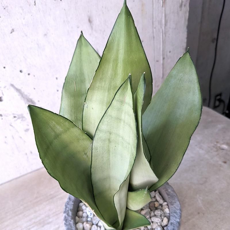 サンスベリア シルバーキング ① GY - TRANSHIP