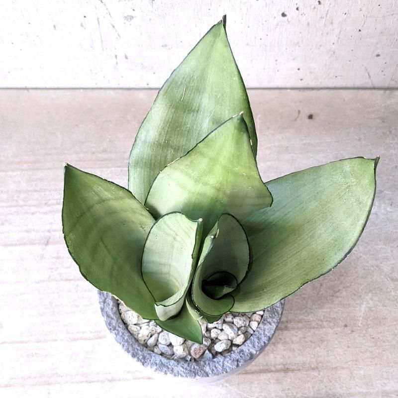 サンスベリア シルバーキング❣️ お買い得な⑩株SET❣️ サンスベリア シルバーキング❣️ お買い得な⑩株SET❣️ 2025年