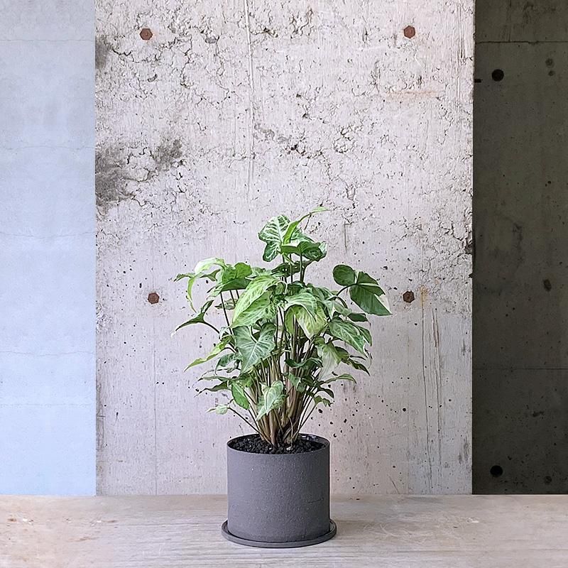 斑入り　シンゴニウム　苗　観葉植物 観葉植物 斑入りシンゴニウム