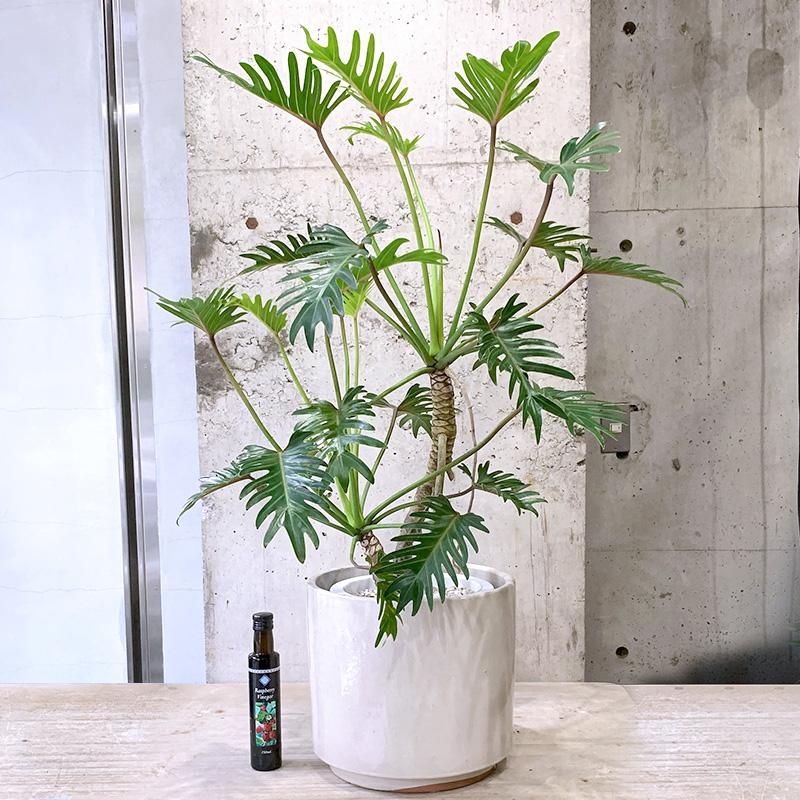 2025年最新入荷 162512130_o6.jpg? 花・観葉植物
