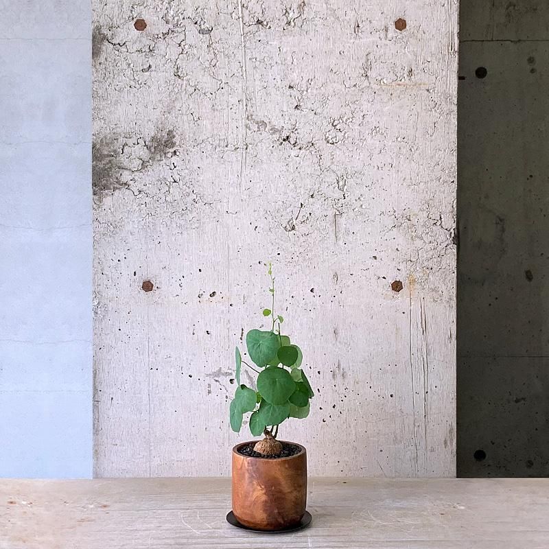 ステファニア セファランサ ① WO - TRANSHIP