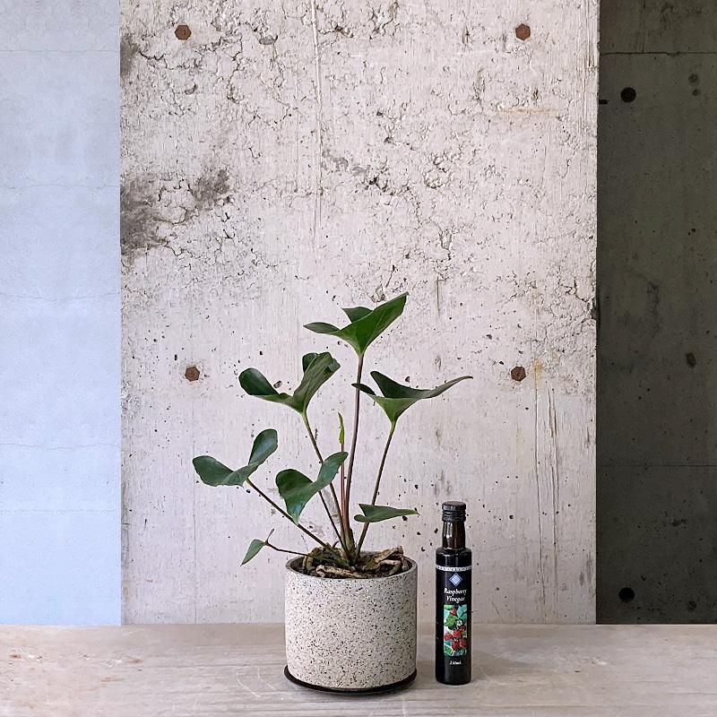 観葉植物 アンスリウム 8号 ピンク プラスチック鉢 | 観葉植物