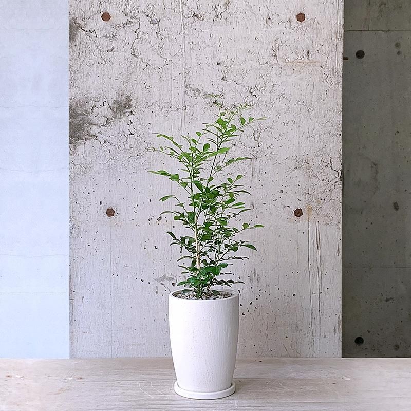 ジャスミン Amazon | テンヨー(Tenyo) 【日本製】 266ピース ぎゅっと