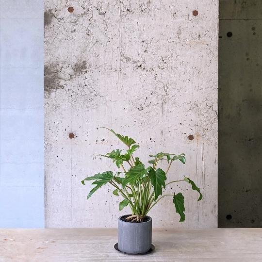 観葉植物 クッカバラ尺鉢尺鉢古株60センチ四方 観葉植物 クッカバラ尺鉢尺鉢古株60センチ四方