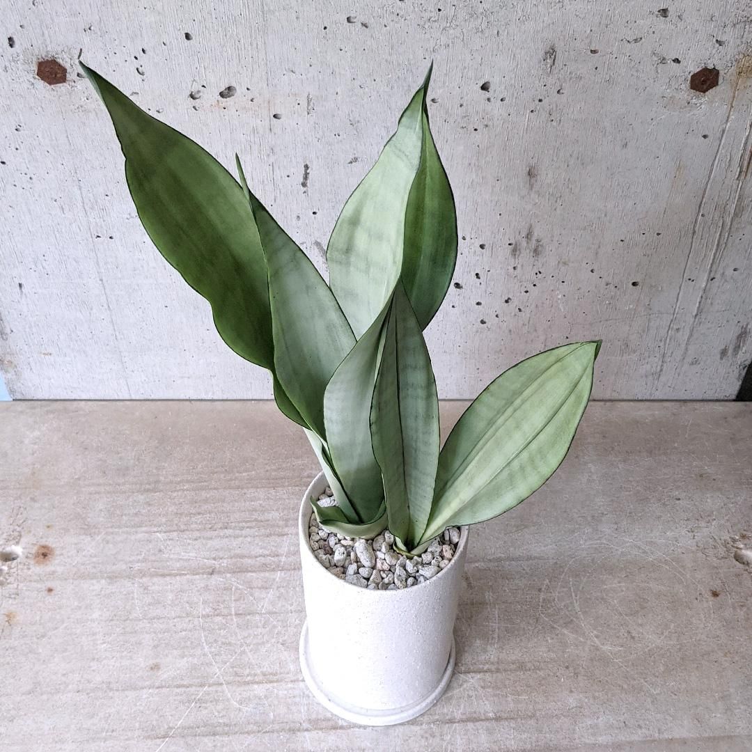 サンスベリア シルバークローン 斑入り 差し葉