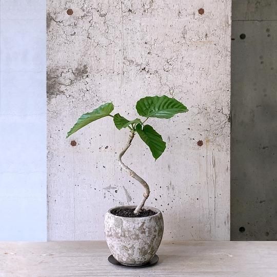 特大 幹極太 フィカス ウンベラータ 螺旋仕立て 陶器鉢 植え込み