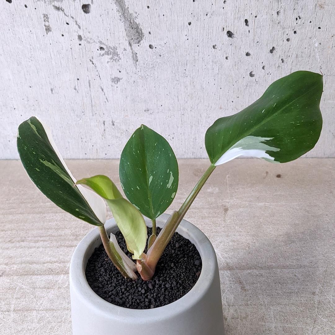 観葉植物 ヒロデンドロン緑と白の斑入り Amazon｜斑入り フィロデンドロン バーキン 3〜3.5号鉢 1株販売