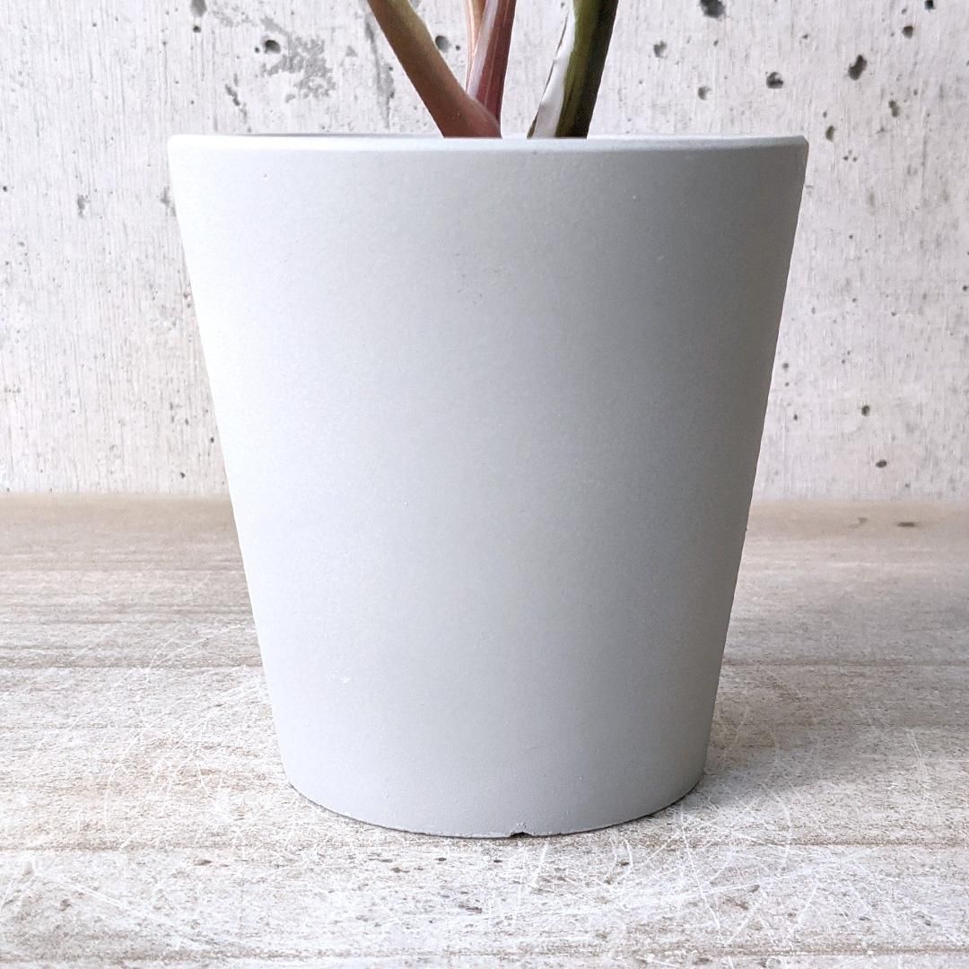 フィロデンドロン 斑入り ③ urb pot02 - TRANSHIP フィロデンドロン 斑入り ③ urb pot02 - TRANSHIP