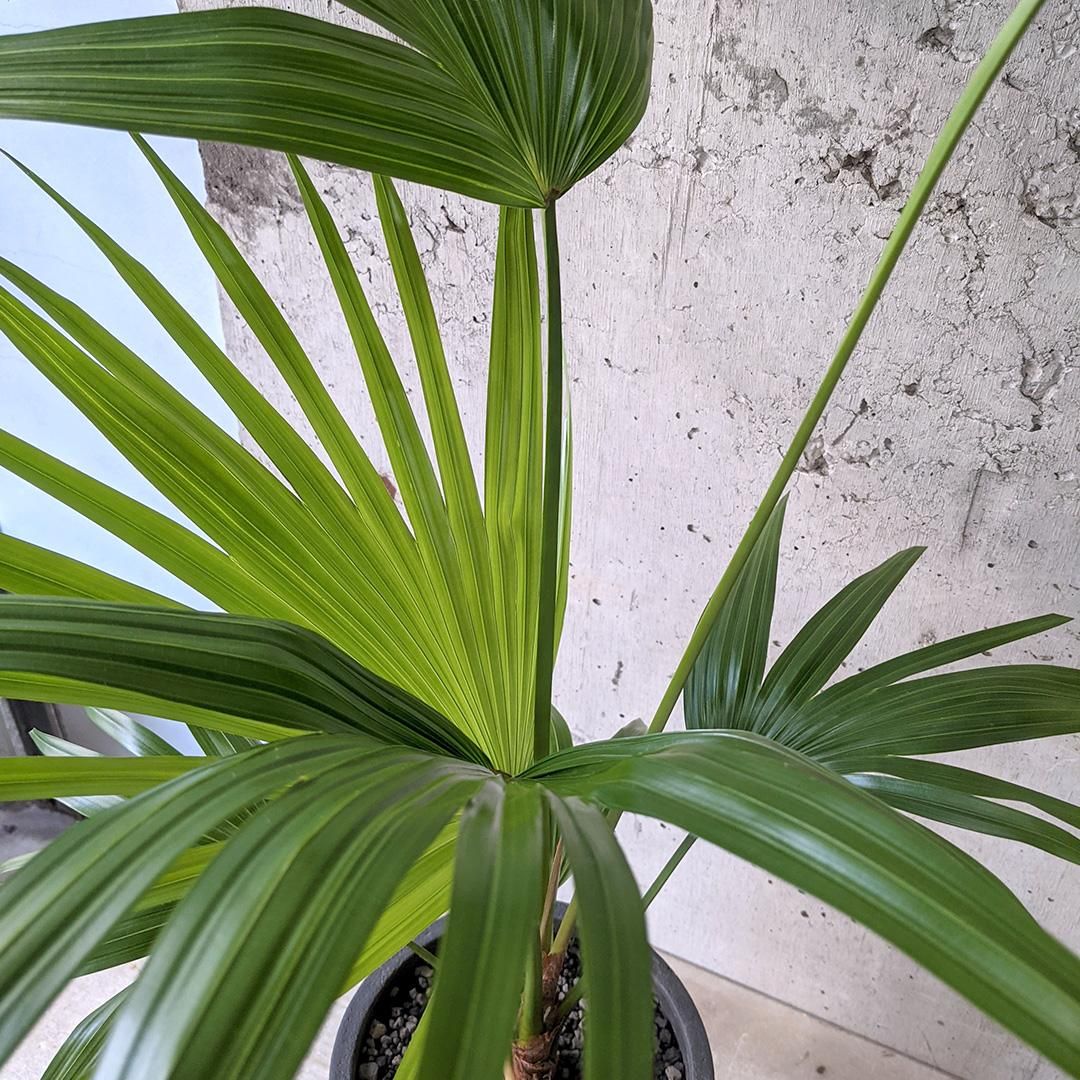 ビロウヤシ BK - TRANSHIP