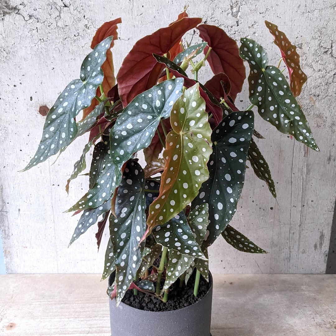 ベゴニア マクラータ BK - TRANSHIP