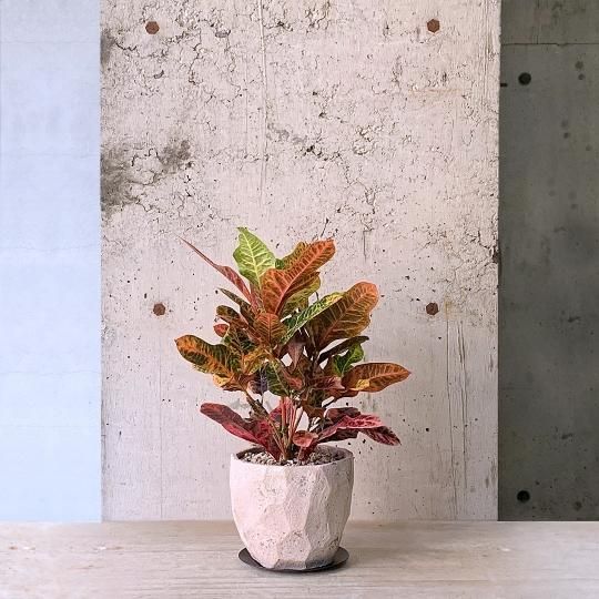 観葉植物】クロトン(カラフル・波打つ葉)♥️挿し木用カット苗約