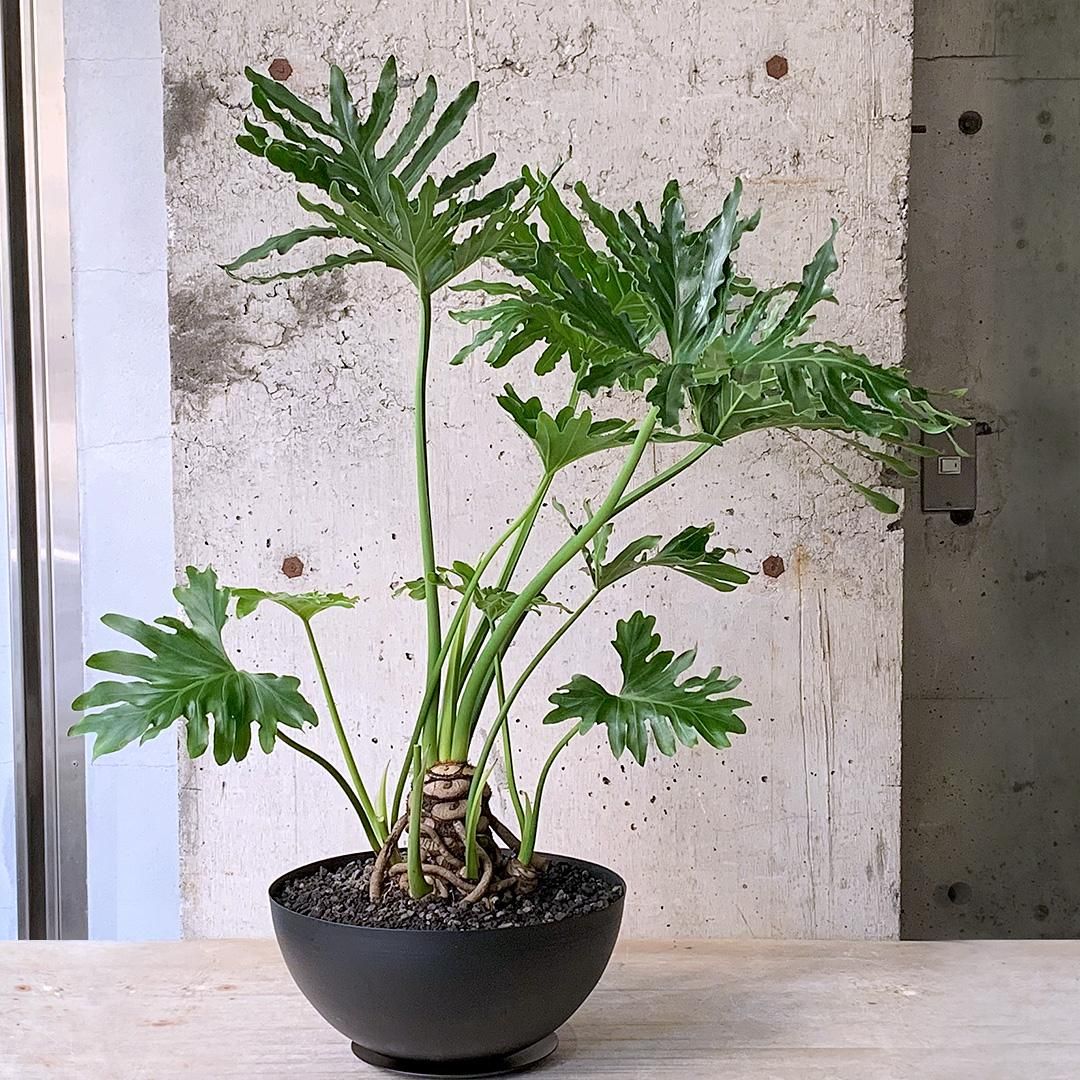 Philodendron selloum フィロデンドロン セローム – THE PLANT