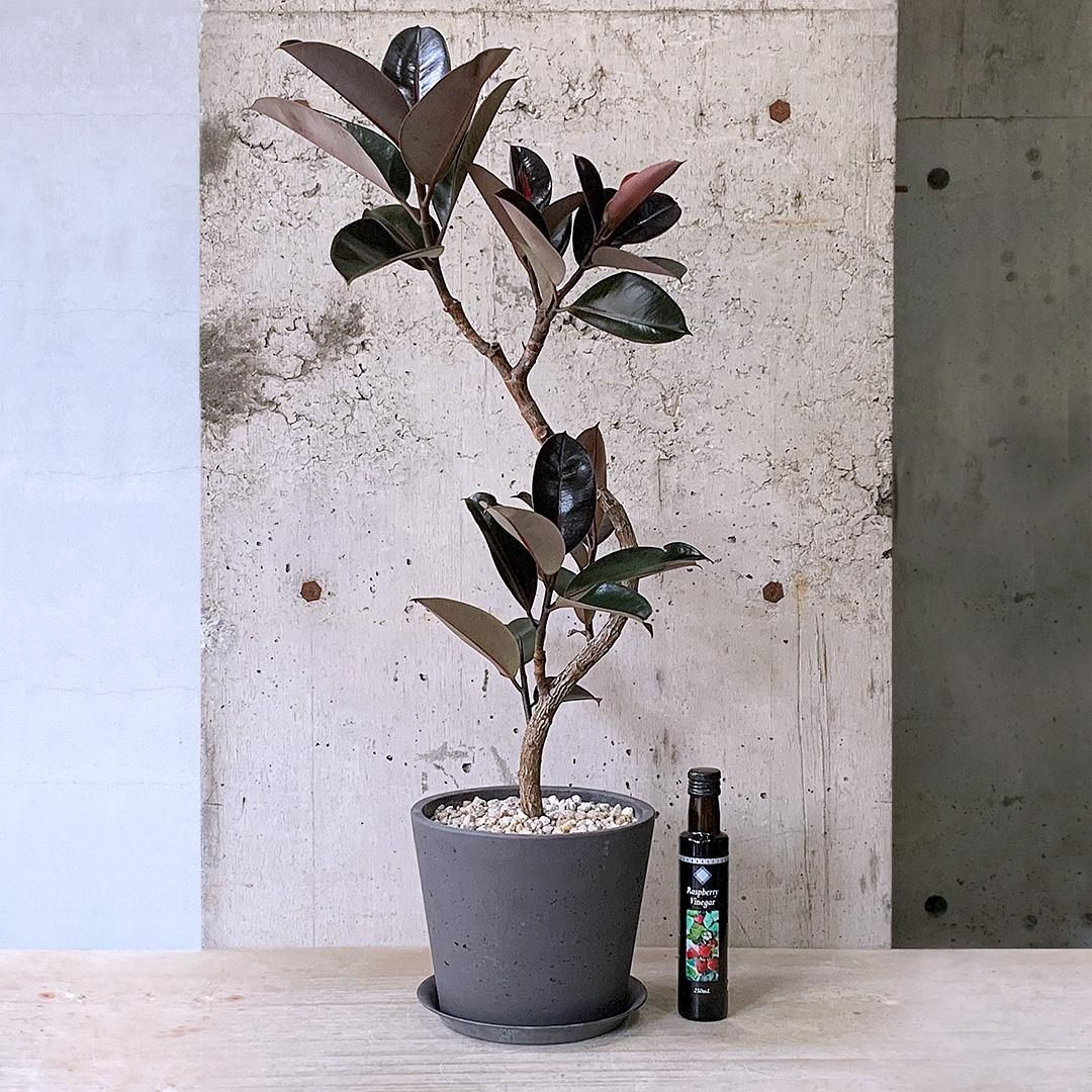 観葉植物 フィカス バーガンディ【130cm】フィカス バーガンディ