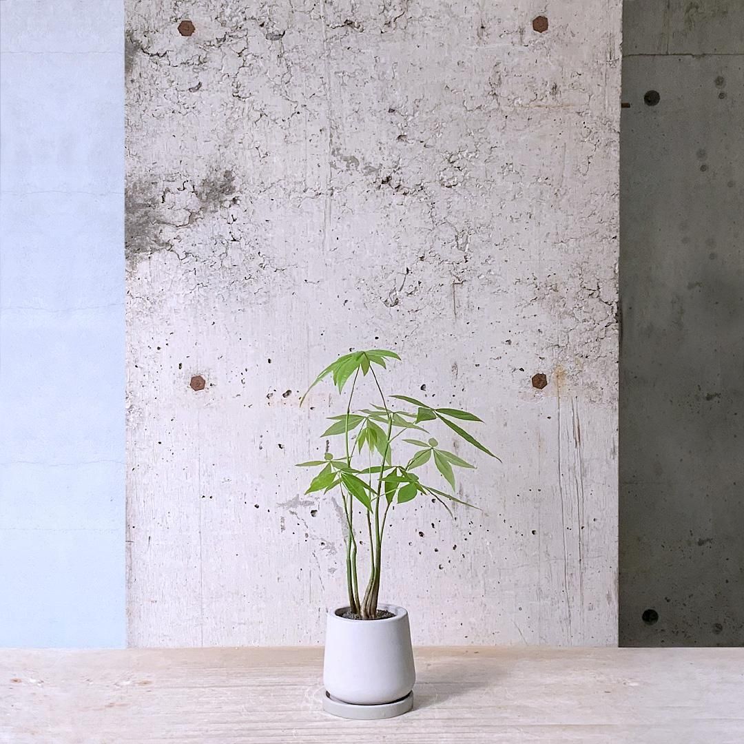 【バラ売り不可】アロマ軸植物族【エクストラ付き】 バラ売り不可】アロマ軸植物族【エクストラ付き】 楽天市場