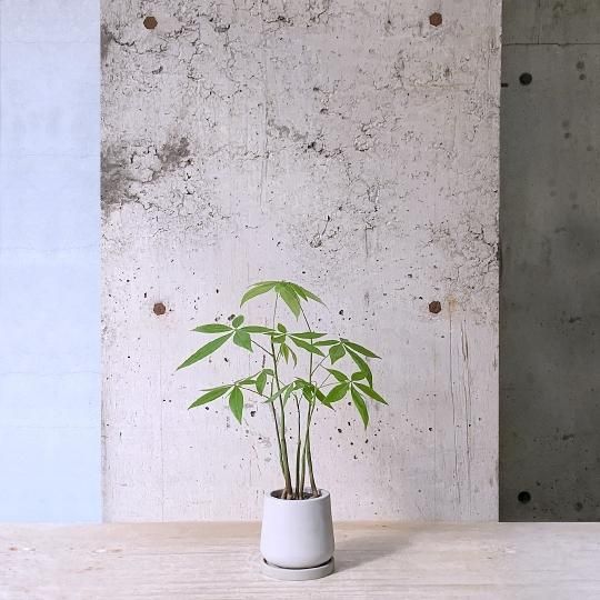ѥ顡ե쥹ȡurb pot