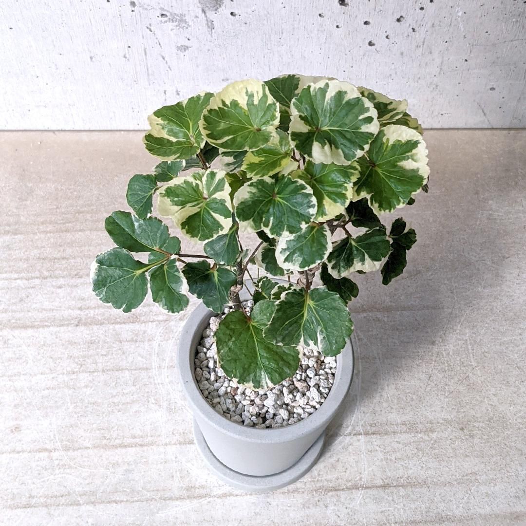 ポリシャス 斑入り urb pot - TRANSHIP
