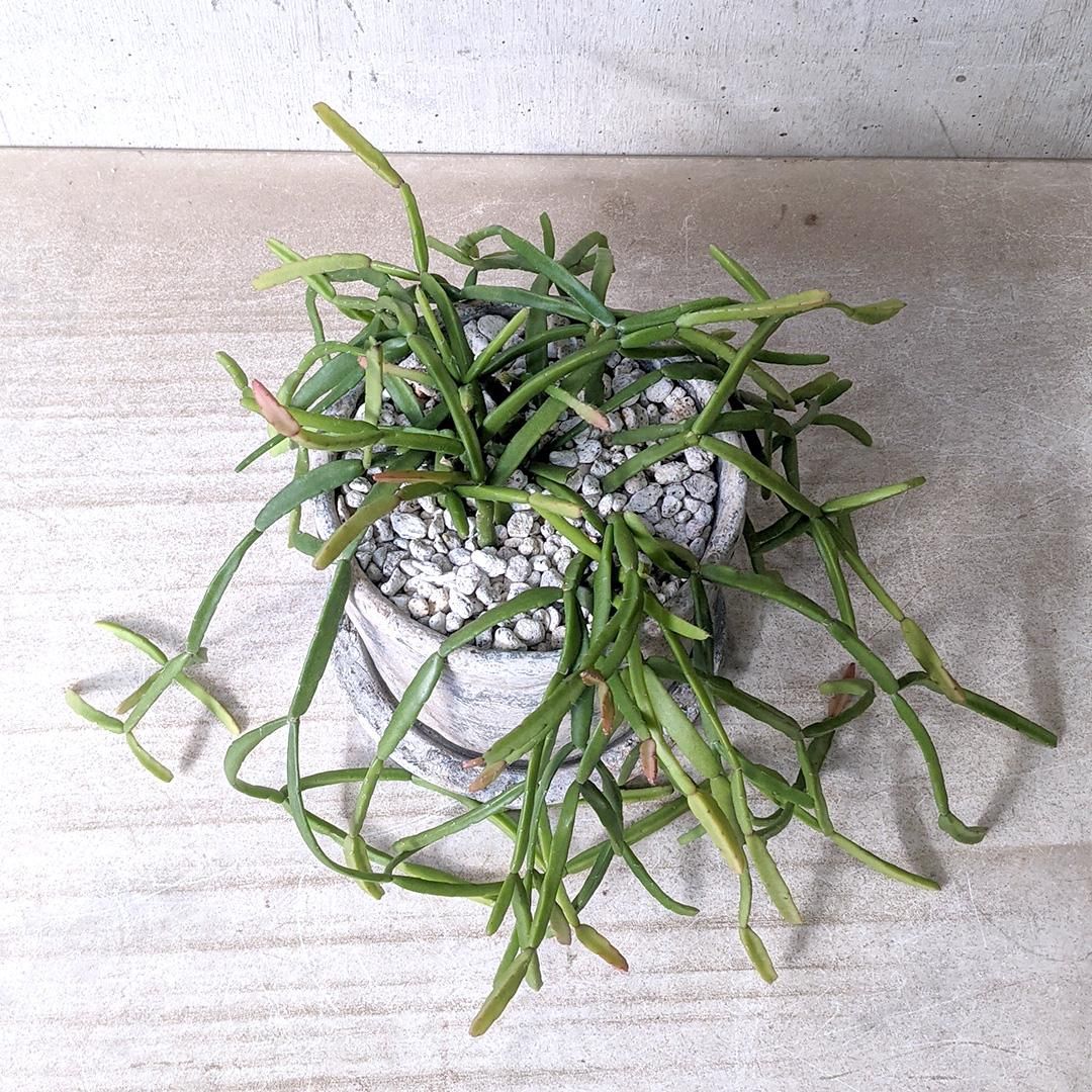 【専用】リプサリス✳︎さま Amazon｜リプサリス 9種類から選べる サボテン 多肉植物 3号