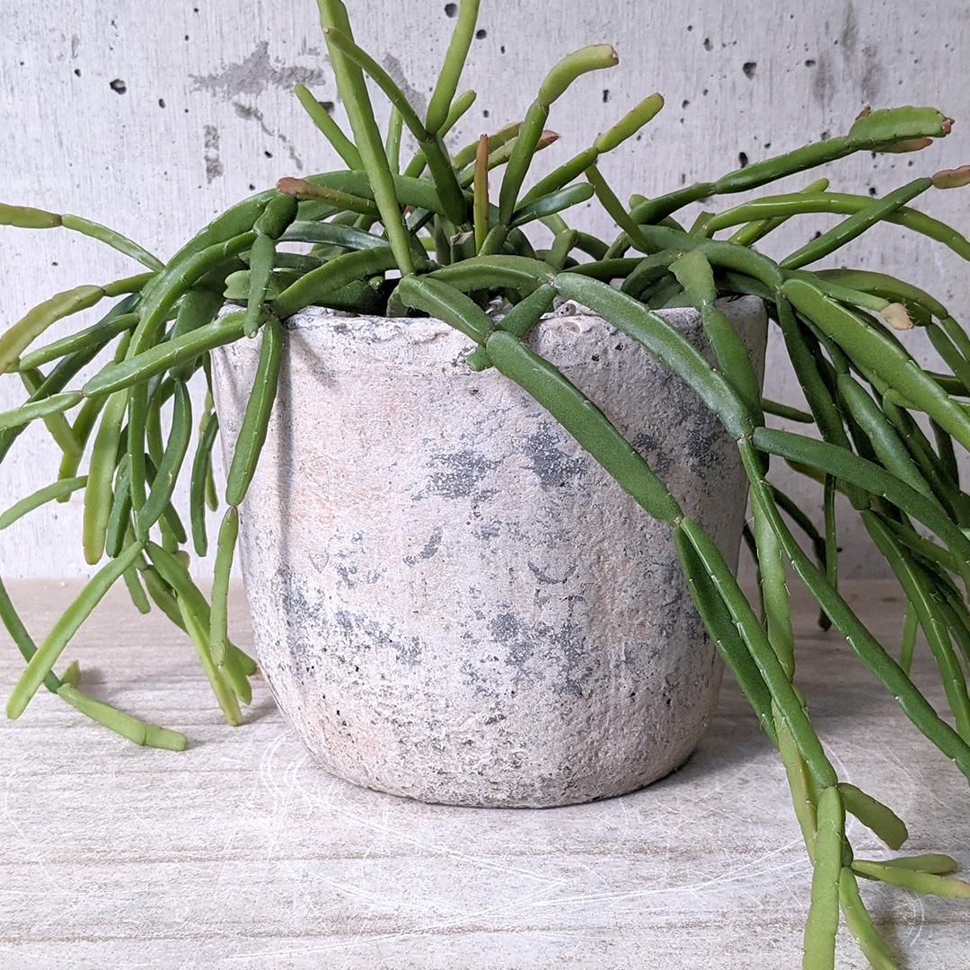【専用】リプサリス✳︎さま Amazon｜リプサリス 9種類から選べる サボテン 多肉植物 3号