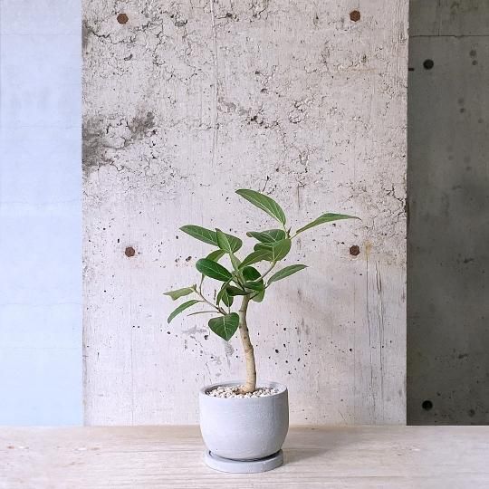 フィカス　ベンガレンシス　オードリー　WH