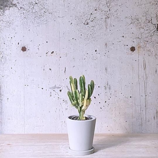 쥦ʥܥƥꡡurbpot