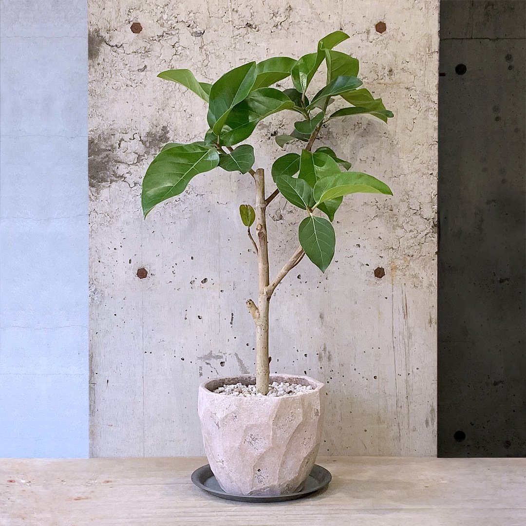 フィカス　アーリーゴット　5号鉢植え　屋外育成 フィカス アーリーゴット 5号鉢植え 屋外育成