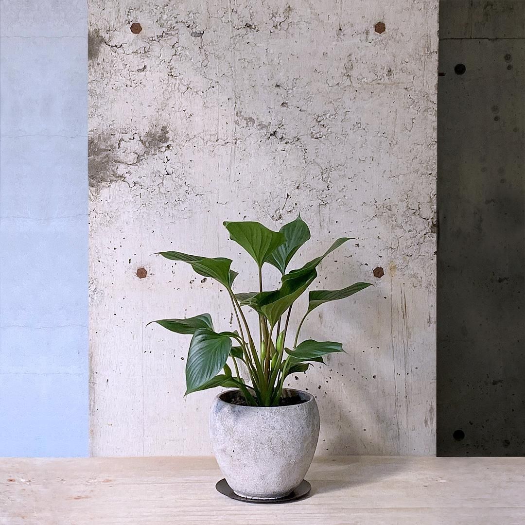 ホマロメナブラックメタリック1と3とシルバー 【公式通販】