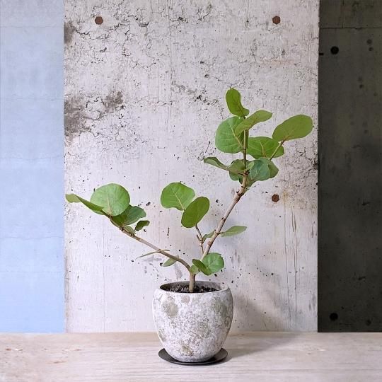 現品　海葡萄　シーグレープ　13番　観葉植物　希少　インテリアグリーン 現品 海葡萄 シーグレープ 13番 観葉植物 希少 インテリア