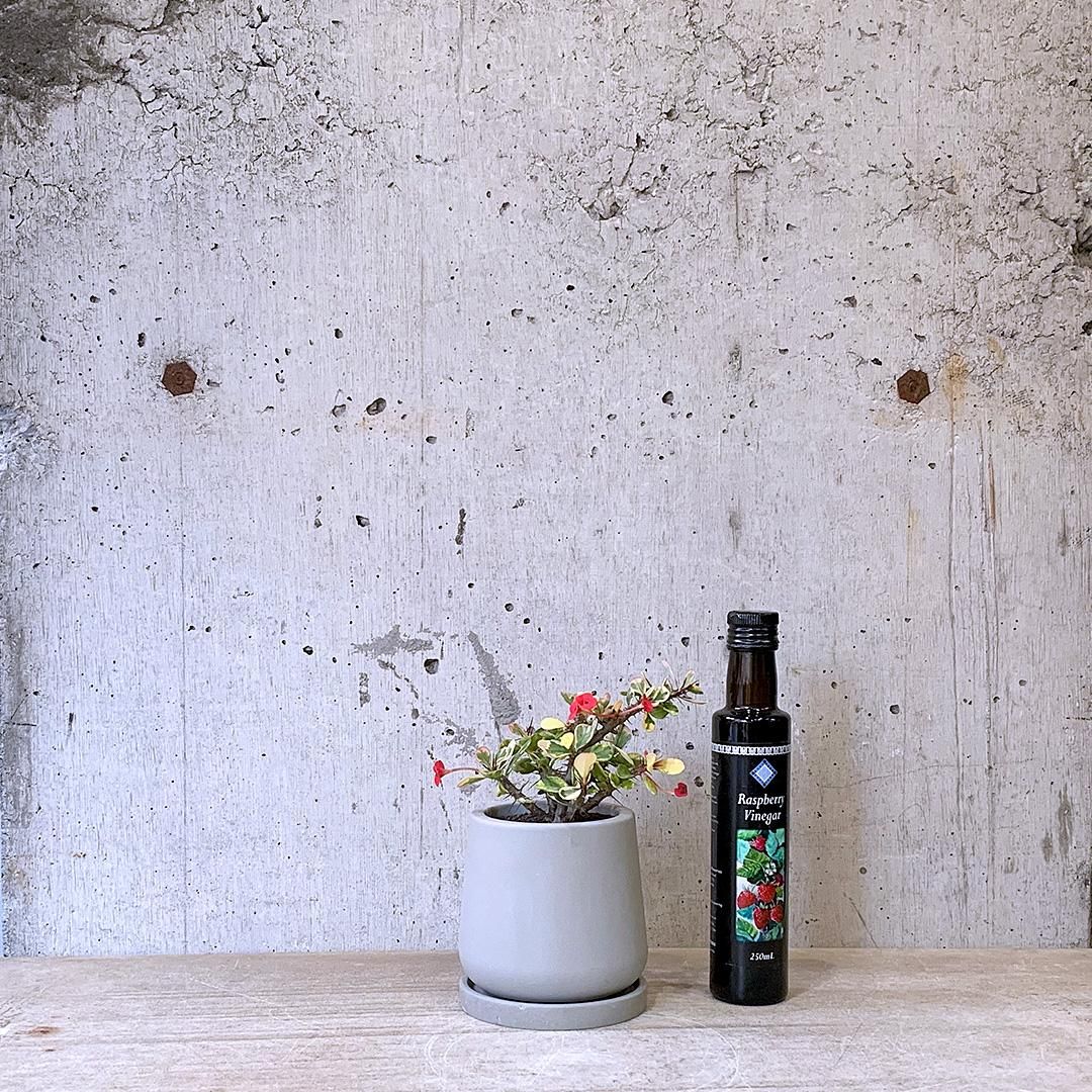 サンスベリア サムライドワーフ ファイバー鉢 お皿付き サンスベリア サムライドワーフ ファイバー鉢 お皿付き サンスベリア