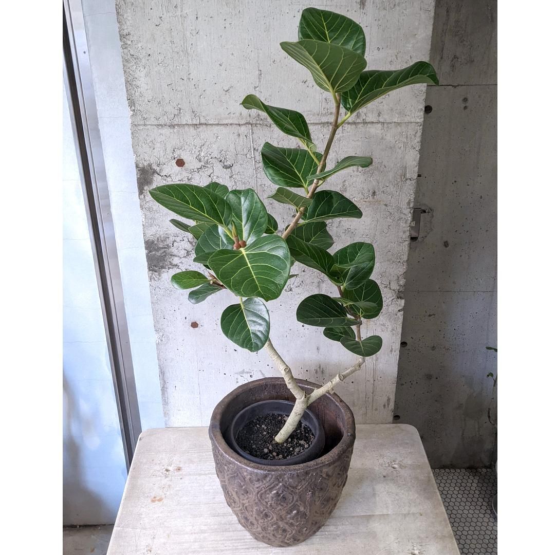 フィカス　リツコ Amazon｜フィカス 大型 観葉植物 南の国 鹿児島 庭 エントランス