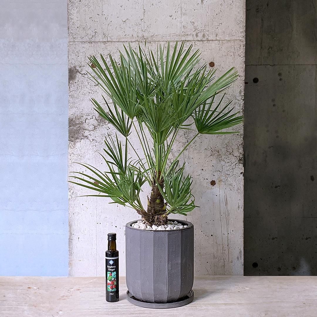 年末のプロモーション特価！ ヤシ チャメロップ BK - TRANSHIP その他観葉植物