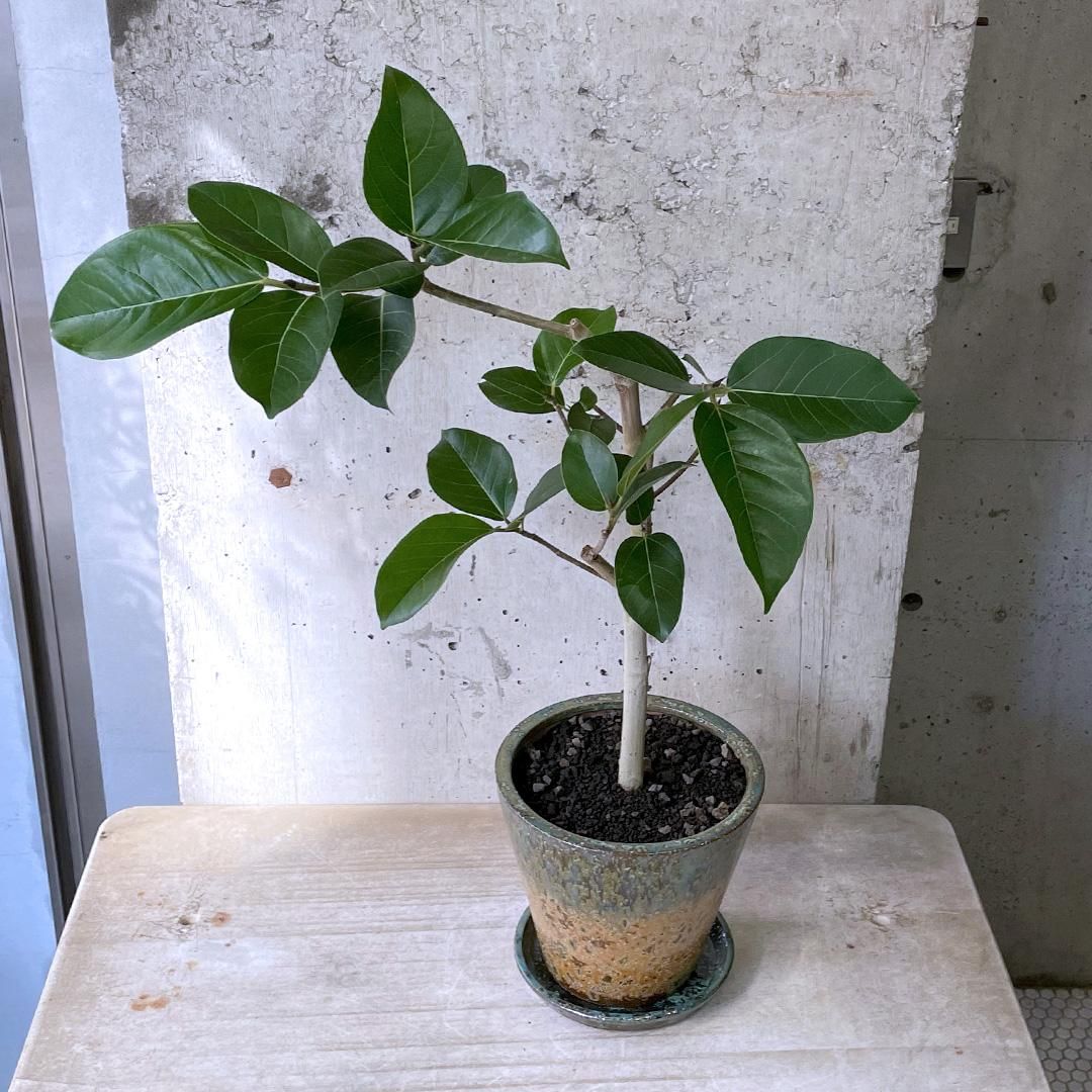 フィカス　アーリーゴット　5号鉢植え　屋外育成 フィカス アーリーゴット - 鉢物・観葉植物・花・樹木などの卸売